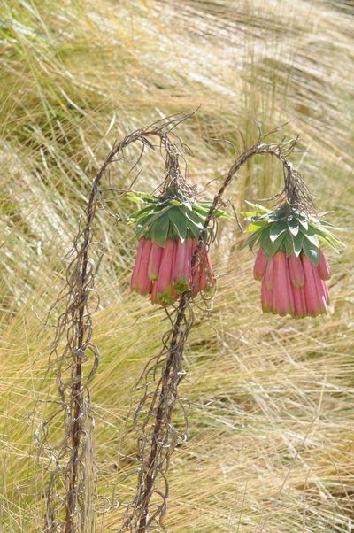 Bomarea macrocephala, photographed by aacocucci
