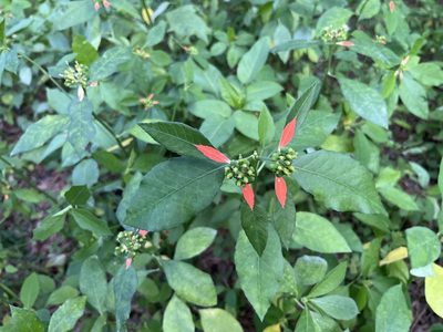Euphorbia heterophylla, photographed by Darren Oh
