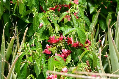 Combretum indicum, photographed by Robin White