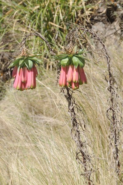 Bomarea macrocephala, photographed by aacocucci