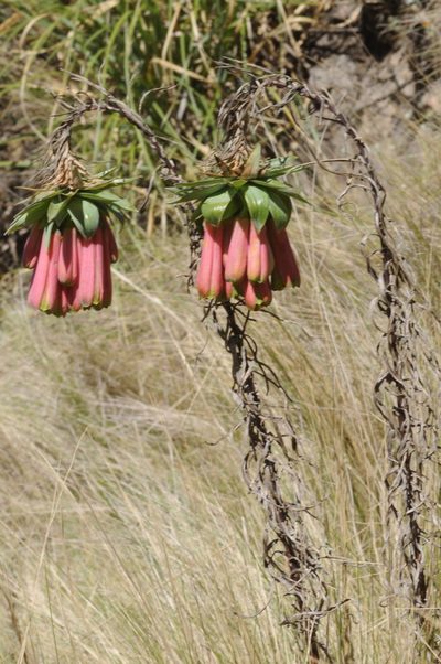 Bomarea macrocephala, photographed by aacocucci