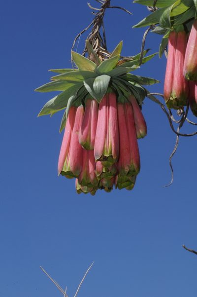 Bomarea macrocephala, photographed by aacocucci