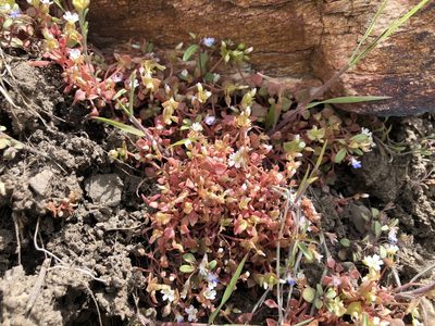 Claytonia rubra, photographed by Christine Rudman