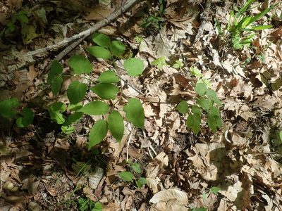 Aralia racemosa, photographed by Lynn Harper