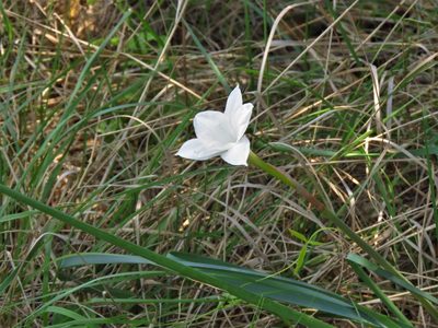 Zephyranthes drummondii, photographed by Annika Lindqvist