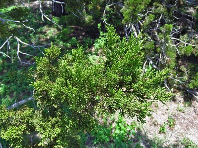 Juniperus ashei, photographed by Annika Lindqvist