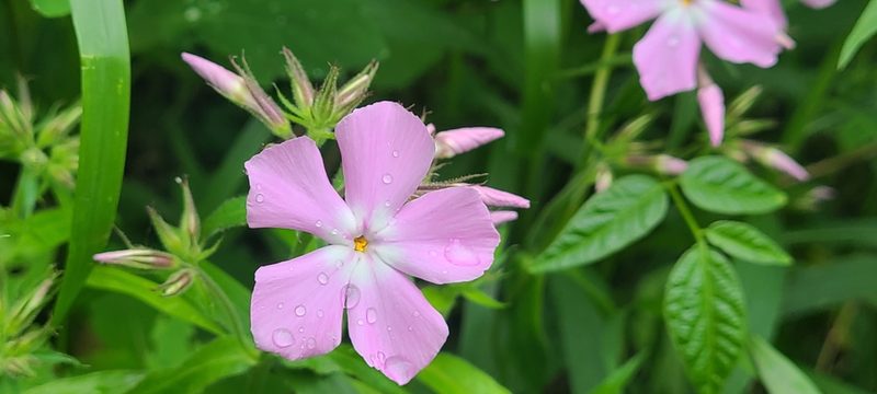 Phlox pilosa, photographed by Ana Ka'ahanui