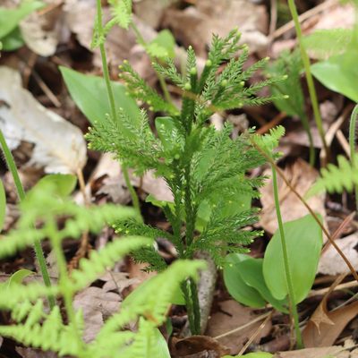 Dendrolycopodium obscurum, photographed by Mark Apgar