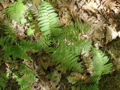 Deparia acrostichoides, photographed by Lynn Harper