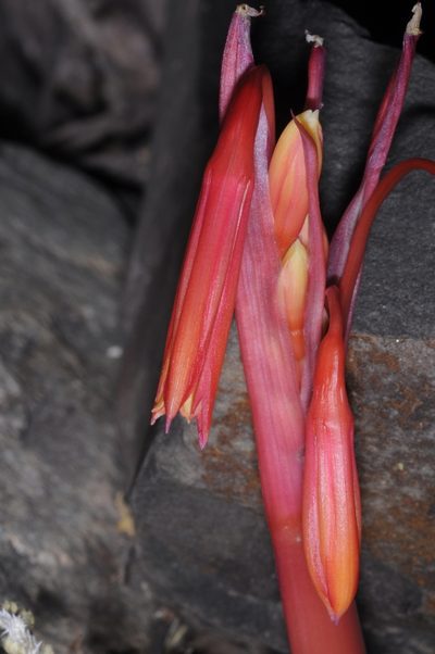 Hieronymiella argentina, photographed by aacocucci