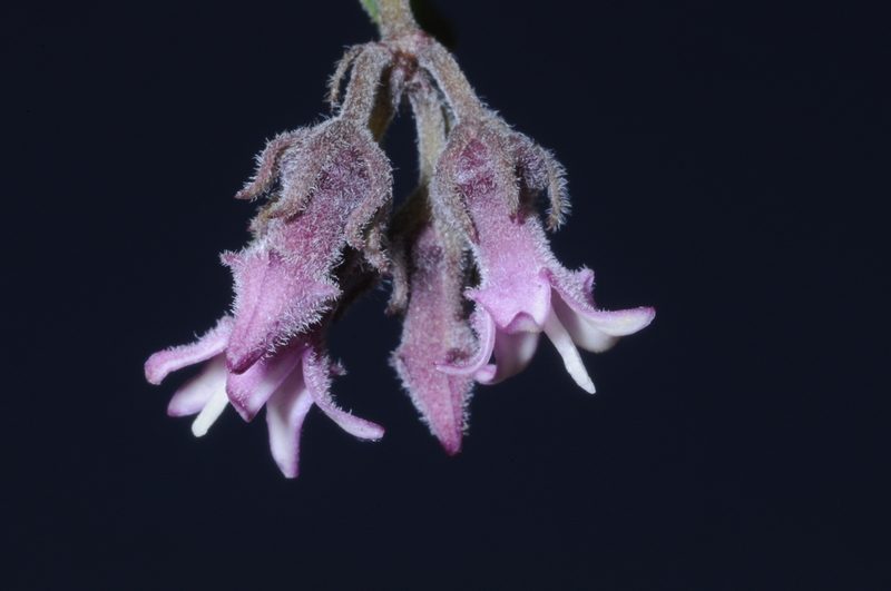 Philibertia parviflora, photographed by aacocucci