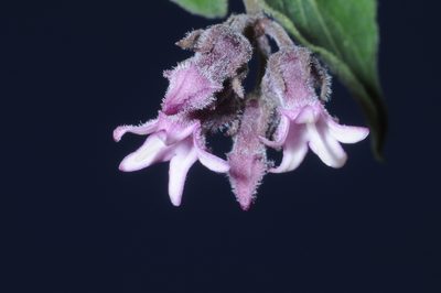 Philibertia parviflora, photographed by aacocucci
