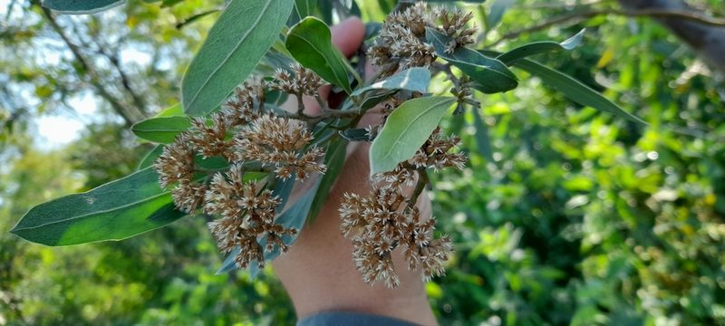 Tessaria integrifolia, photographed by Pablo H Capovilla