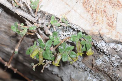Salpichroa tristis, photographed by aacocucci