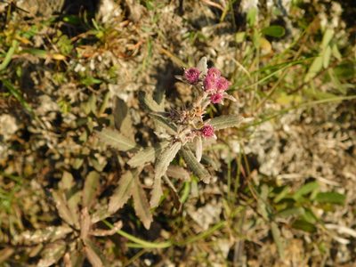 Pluchea baccharis, photographed by David Garza