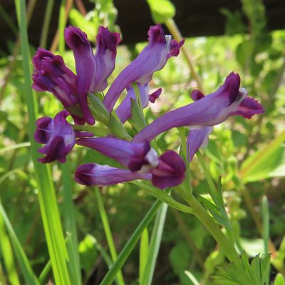 Corydalis incisa, photographed by Timur Kalininsky