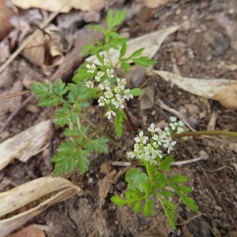 Aegopodium decumbens, photographed by Timur Kalininsky