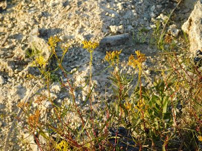 Flaveria linearis