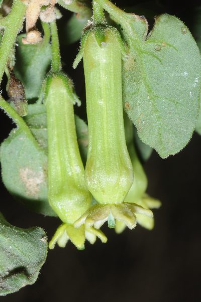 Salpichroa scandens, photographed by aacocucci