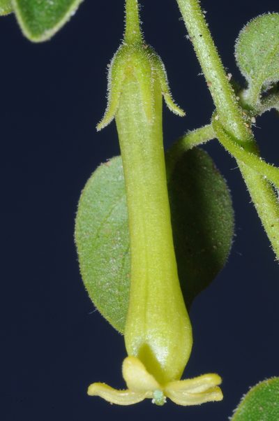 Salpichroa scandens, photographed by aacocucci