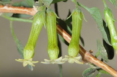 Salpichroa scandens, photographed by aacocucci