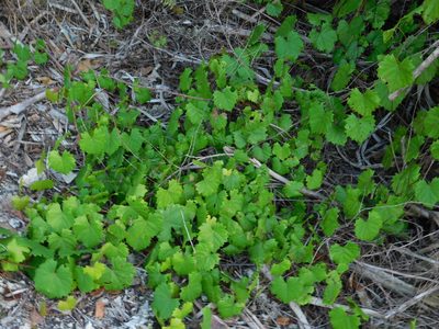 Vitis rotundifolia, photographed by David Garza