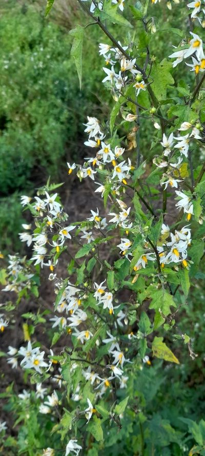 Solanum pilcomayense, photographed by Pablo H Capovilla