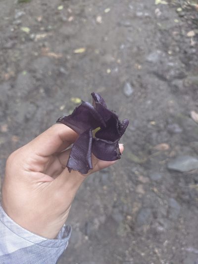Mandevilla veraguasensis, photographed by Jorge I. Merchán Mayorga