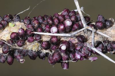 Pilostyles berteroi, photographed by aacocucci