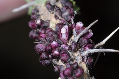 Pilostyles berteroi, photographed by aacocucci
