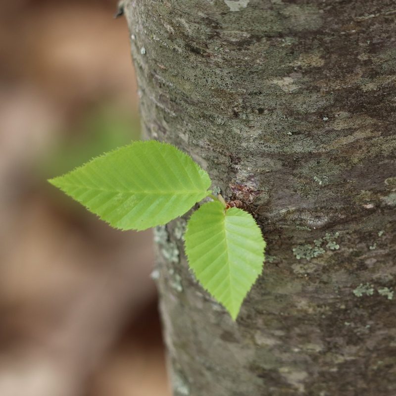 Betula lenta, photographed by Mark Apgar