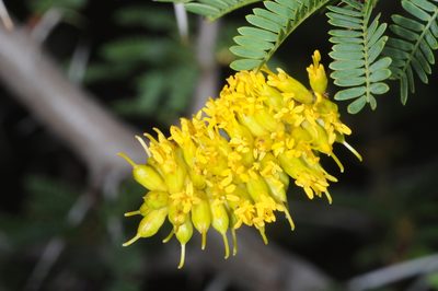 Strombocarpa ferox, photographed by aacocucci