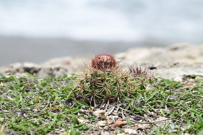 Melocactus santiagoensis, photographed by Robin White