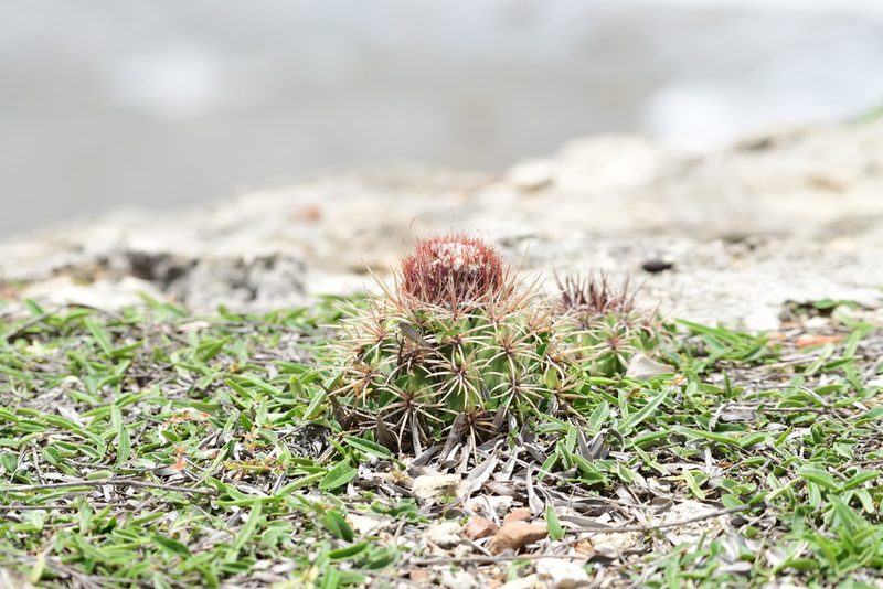 Melocactus santiagoensis, photographed by Robin White