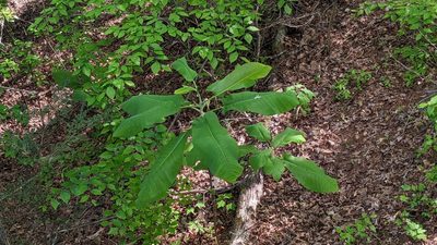 Magnolia macrophylla, photographed by Jess Miller-Camp