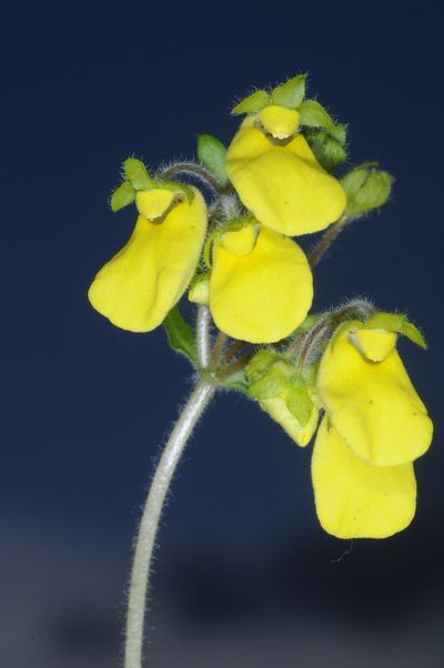Calceolaria umbellata, photographed by aacocucci