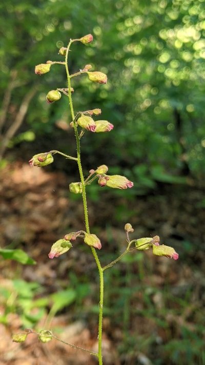 Heuchera longiflora, photographed by Jess Miller-Camp