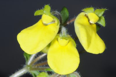 Calceolaria umbellata, photographed by aacocucci