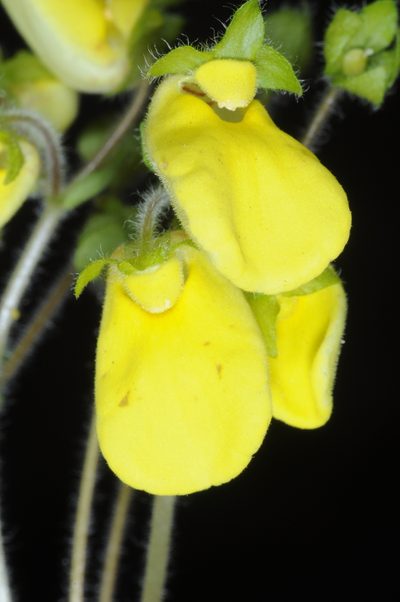 Calceolaria umbellata, photographed by aacocucci