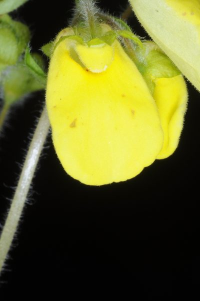 Calceolaria umbellata, photographed by aacocucci