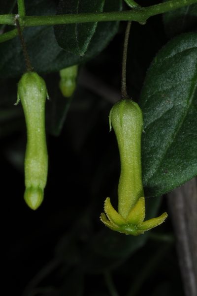 Salpichroa scandens, photographed by aacocucci