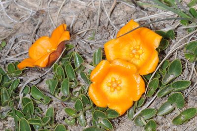 Philibertia lysimachioides, photographed by aacocucci