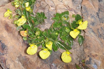 Calceolaria glacialis, photographed by aacocucci