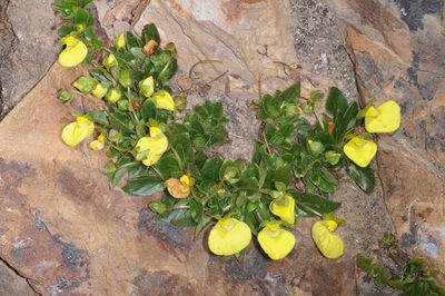 Calceolaria glacialis, photographed by aacocucci