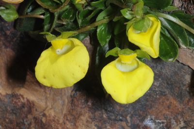 Calceolaria glacialis, photographed by aacocucci
