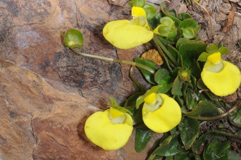 Calceolaria glacialis, photographed by aacocucci