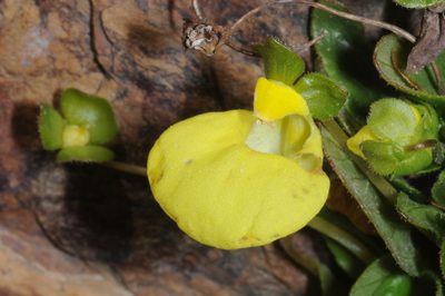 Calceolaria glacialis, photographed by aacocucci