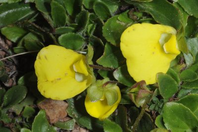Calceolaria glacialis, photographed by aacocucci
