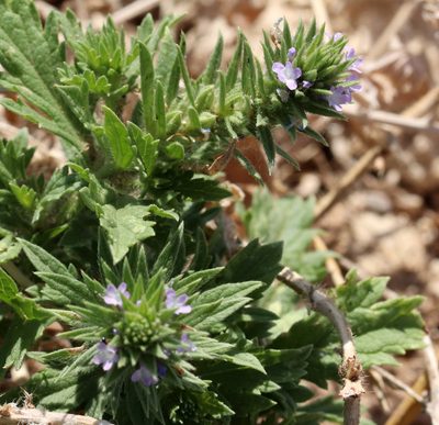 Verbena bracteata, photographed by Catherine C. Galley