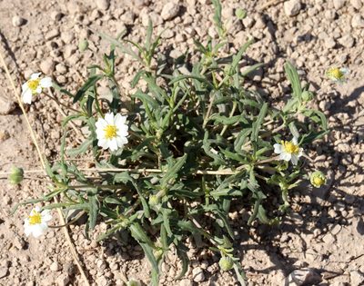 Melampodium leucanthum, photographed by Catherine C. Galley